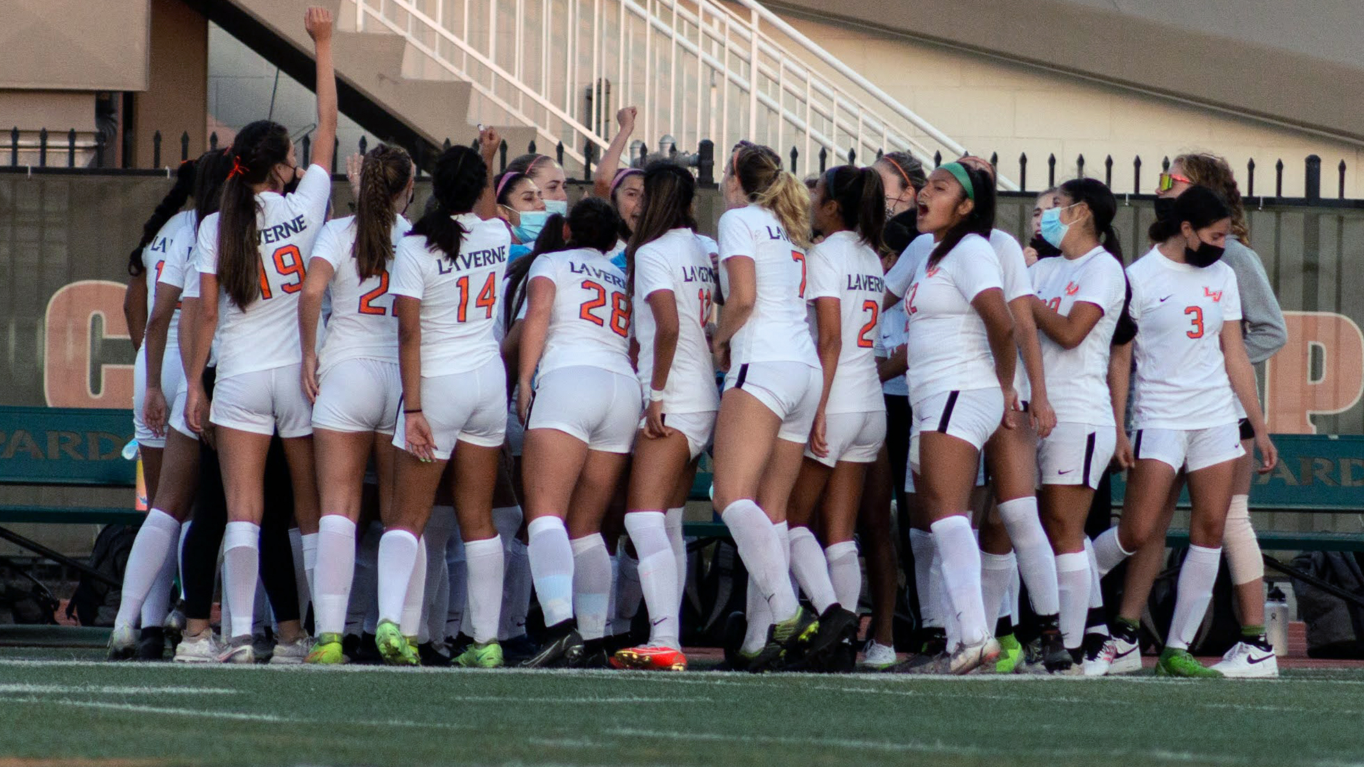 Leopards Fall on the Road to Beavers